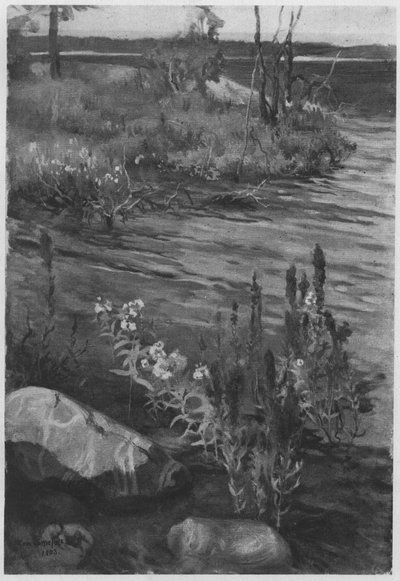 Fleurs au bord de l